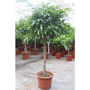 Ficus Amstel King