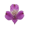 ALSTROEMERIA GALAXY 080 CM LILAS