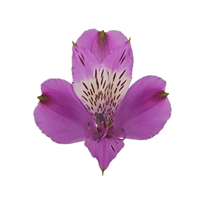 ALSTROEMERIA GALAXY 080 CM LILAS