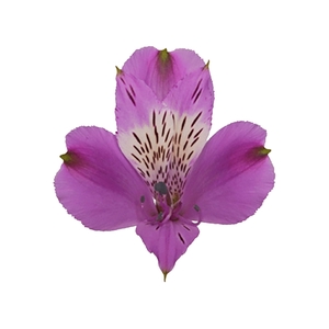 ALSTROEMERIA GALAXY 080 CM LILAS