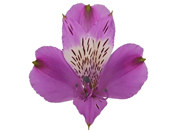 <h4>ALSTROEMERIA GALAXY 080 CM LILAS</h4>