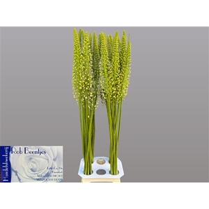 Eremurus Alaska