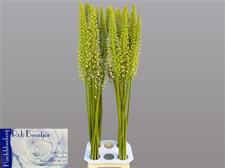 <h4>Eremurus Alaska</h4>