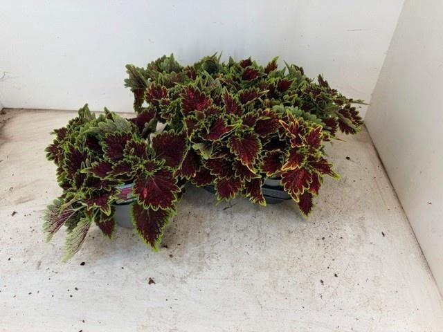 <h4>PLEC C MS BOURON STR</h4>