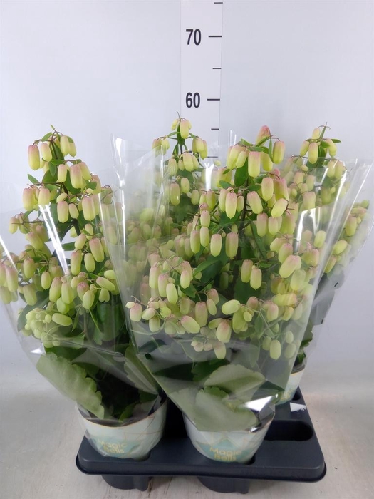 <h4>Kalanchoe  'Magic Bell'</h4>