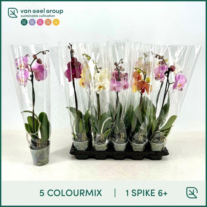 <h4>1-tak 6+ 5 Colourmix</h4>