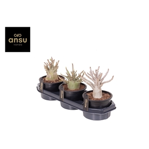 Adenium 