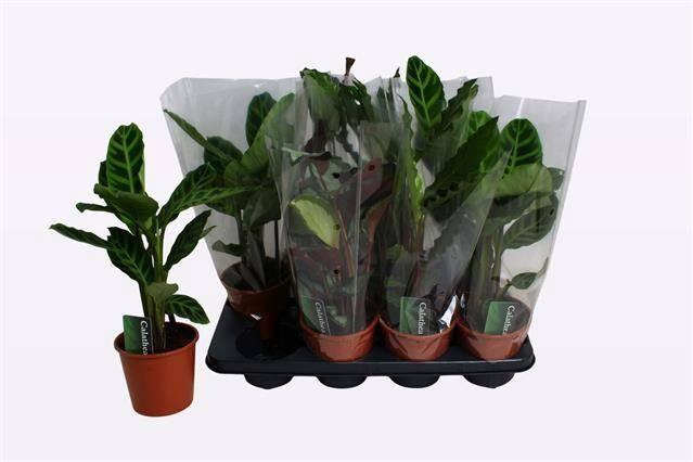 arr8 Calat Gem 3 Srt