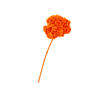 Dried Bleached Hydrangea Anna Orange
