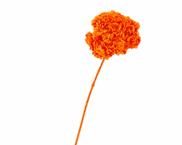 <h4>Dried Bleached Hydrangea Anna Orange</h4>