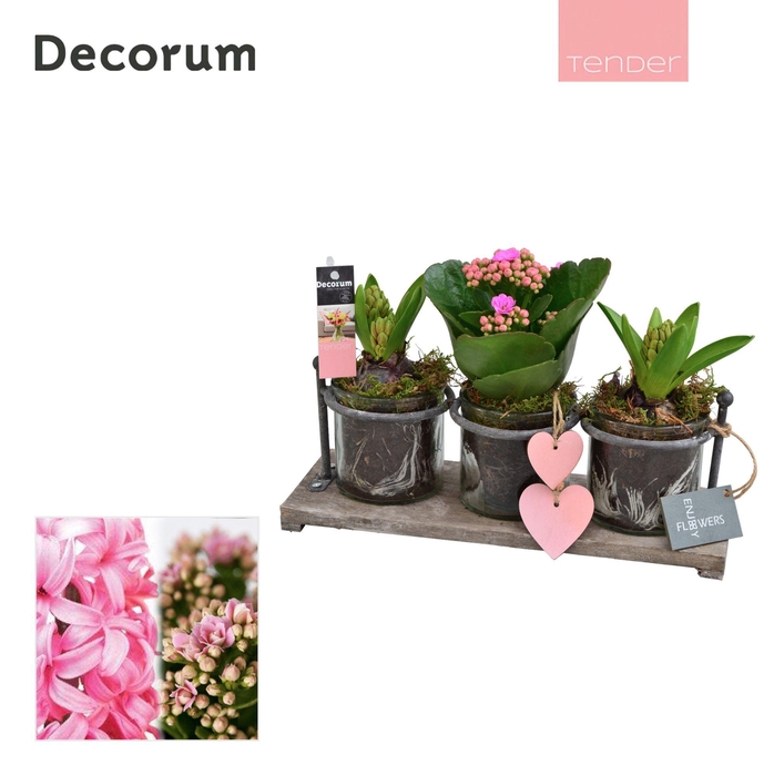 <h4>CALANDIVA & HYACINT SERVIRO HL29854</h4>