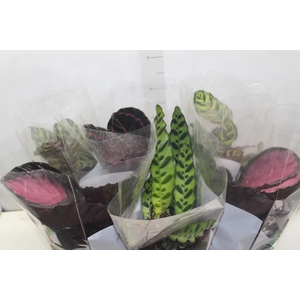 CALATHEA P17 VARIADO