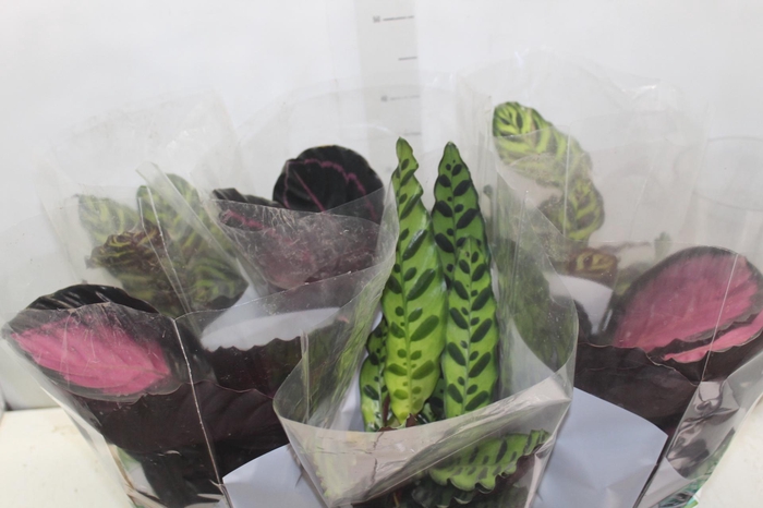 <h4>CALATHEA P17 VARIADO</h4>