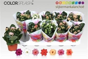 <h4>KAL GE GEM 7 KL</h4>