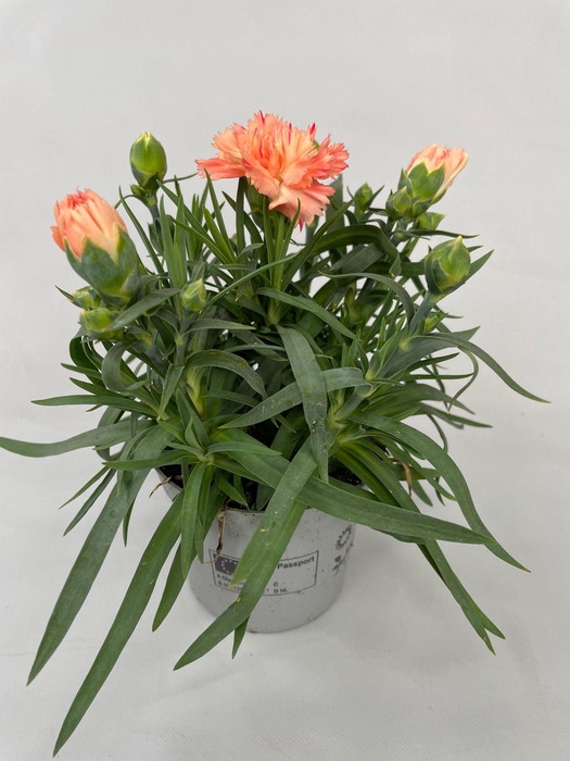 <h4>Dianthus Sorbet p9</h4>