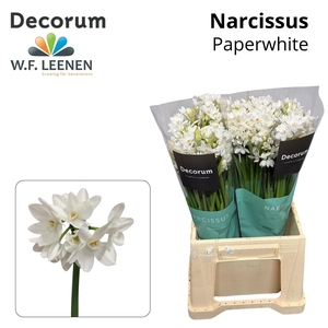 Narcissus Paperwhite 566 Water