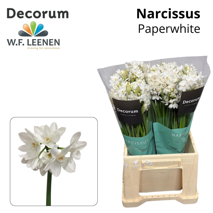 <h4>Narcissus Paperwhite 566 Water</h4>