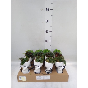 Arr.   Kamerplant Groen L%