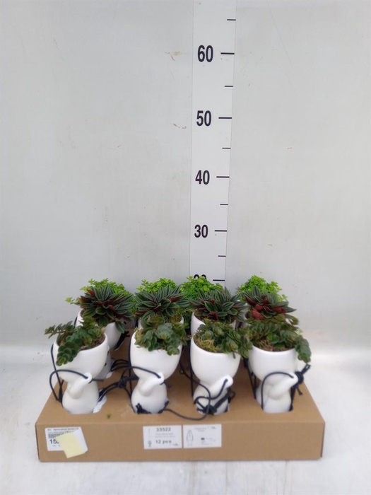 <h4>Arr. Kamerplant Groen L%</h4>