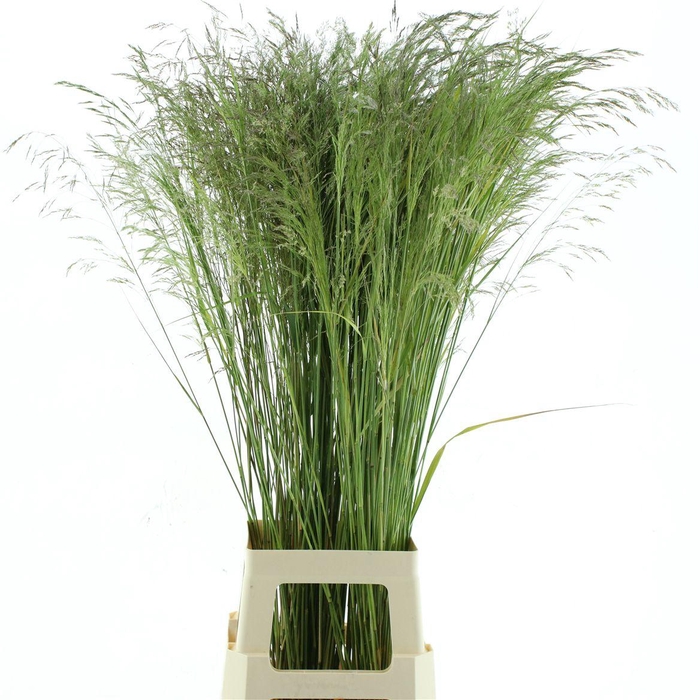 <h4>Deschampsia Silver Green</h4>