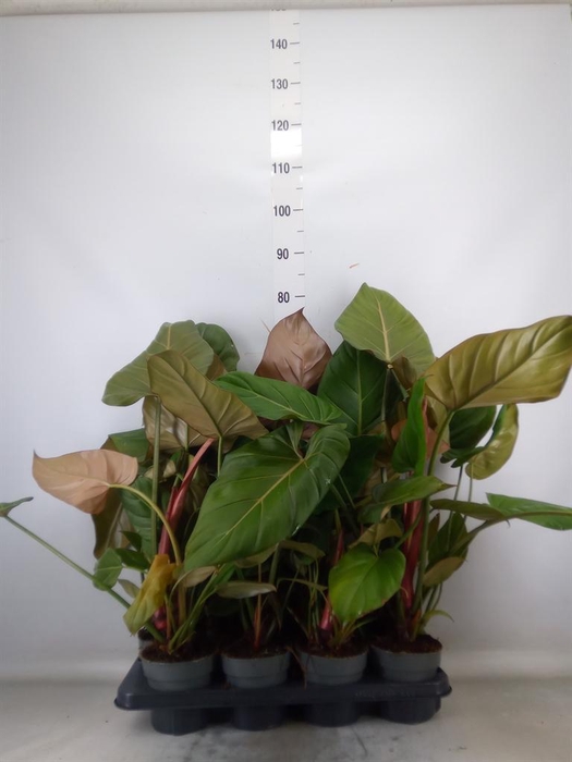 <h4>Philodendron   ...</h4>
