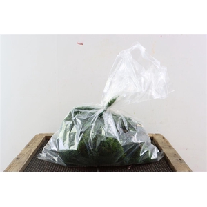 Chamaecyparis Nana 1 Kg P Bag