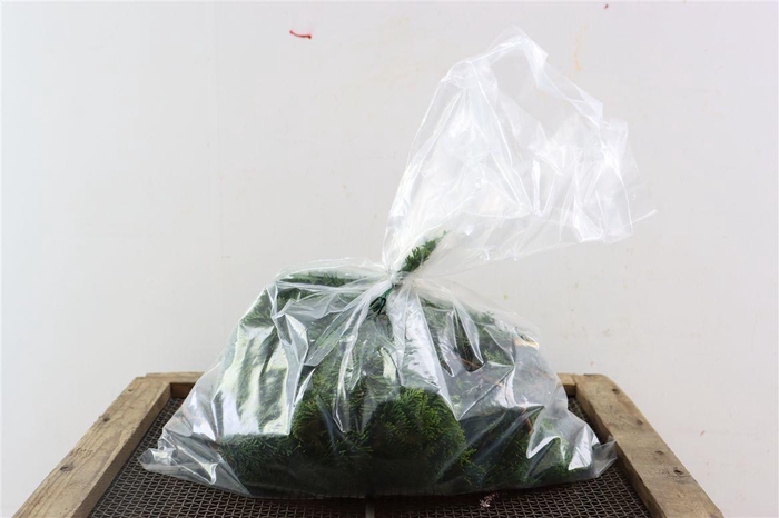 <h4>Chamaecyparis Nana 1 Kg P Bag</h4>