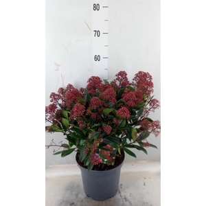 Skimmia jap. 'Rubella'