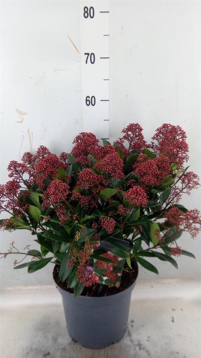 <h4>Skimmia jap. 'Rubella'</h4>