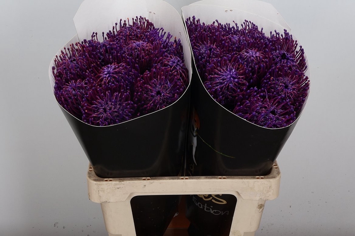 <h4>Protea Leuco Ov</h4>