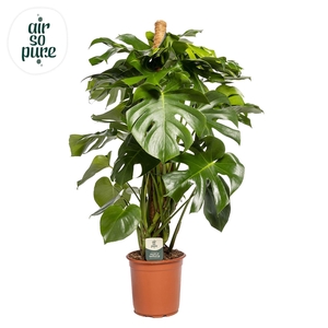 MONSTERA DELICIOSA
