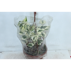 HEDERA ALGERIENSIS GLOIRE DE MARENGO C21