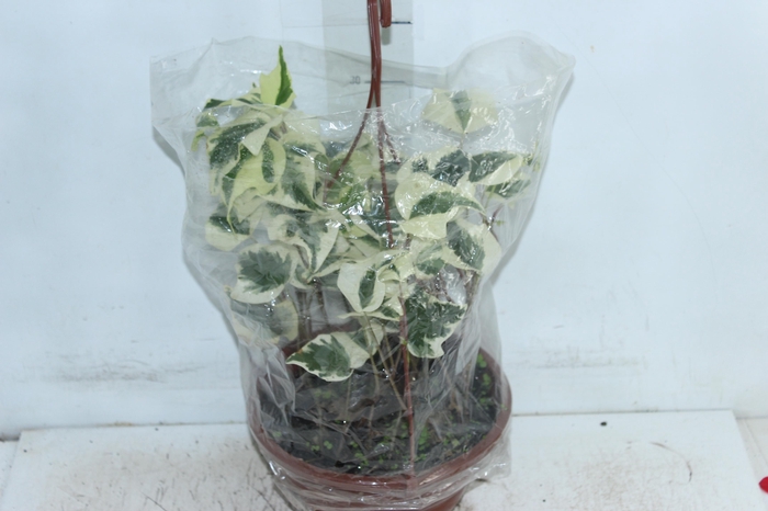 <h4>HEDERA ALGERIENSIS GLOIRE DE MARENGO C21</h4>