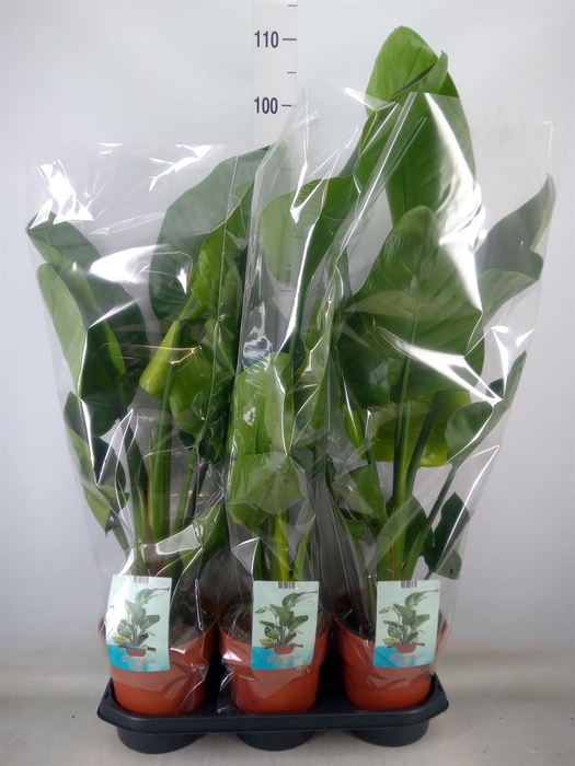 <h4>Strelitzia nicolai</h4>