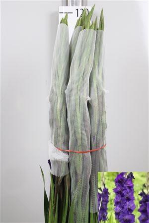 <h4>Glad Gr Purple Mate</h4>