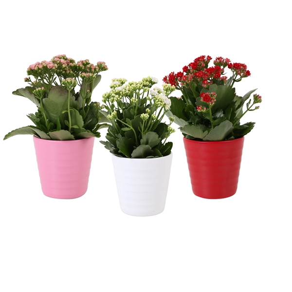 <h4>KP-809.8 - Kalanchoe Rosalina 12cm in lovemix zonder bijsteker</h4>