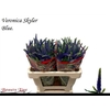 Veron L Skyler Blue