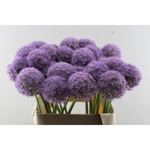 Allium Grootbloemig L 80