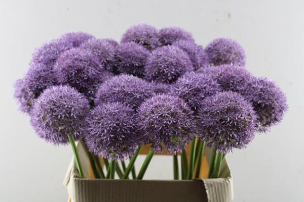 <h4>Allium Grootbloemig L 80</h4>