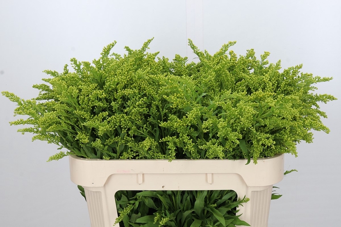 <h4>Solidago Golden Glory</h4>