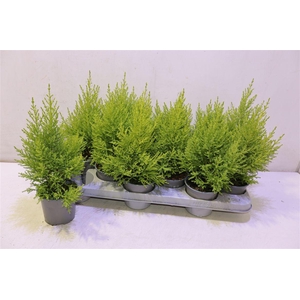arr8 Cupr Ma Goldc Wilma