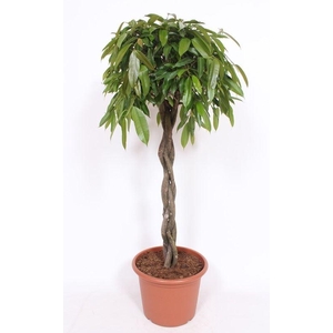 Ficus Amstel King