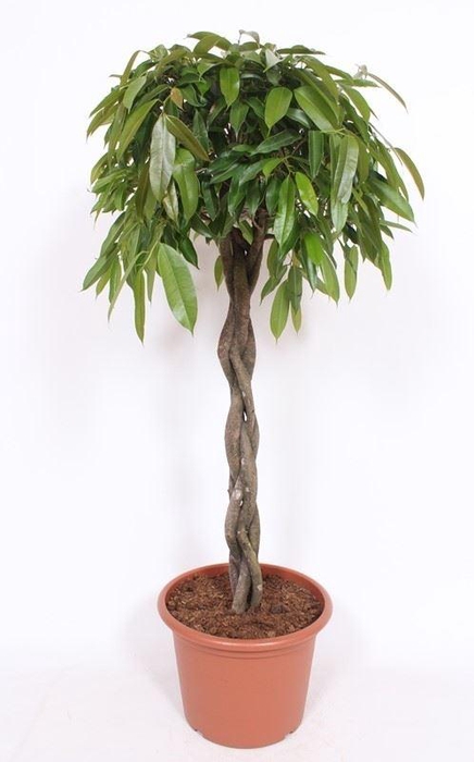 <h4>Ficus Amstel King</h4>