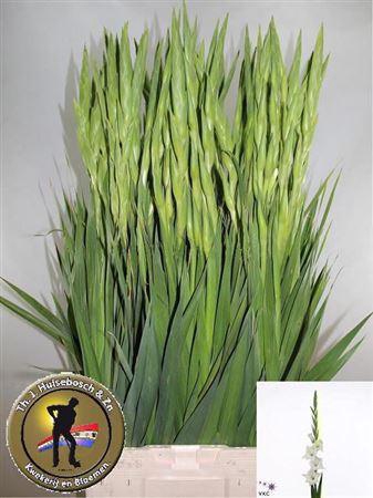 <h4>Glad Gr Nova Zembla</h4>