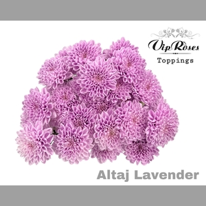 CHR T ALTAJ LAVENDER