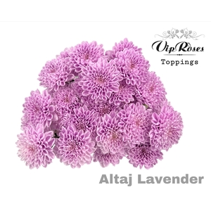 Chr T Altaj Lavender