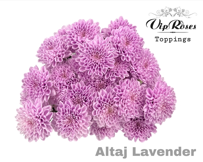 <h4>CHR T ALTAJ LAVENDER</h4>