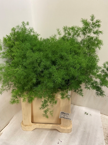 <h4>ASP UMBELLATUS</h4>