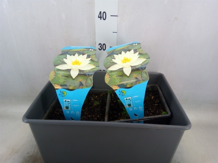 <h4>Nymphaea  'Pygmaea Helvola'</h4>