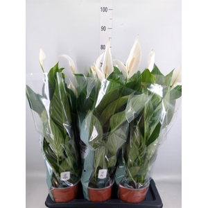 Spathiphyllum  'Bingo Cupido'